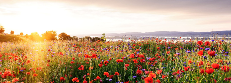 Thurgau Bodensee Profile Picture