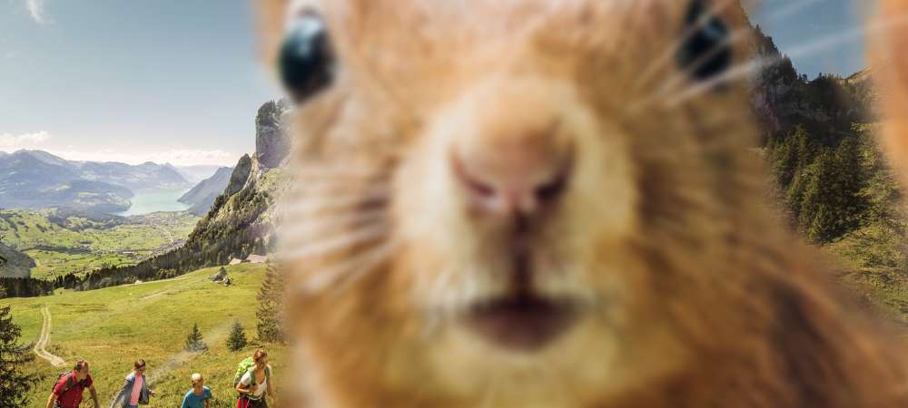 Schwyz Tourismus Profile Picture