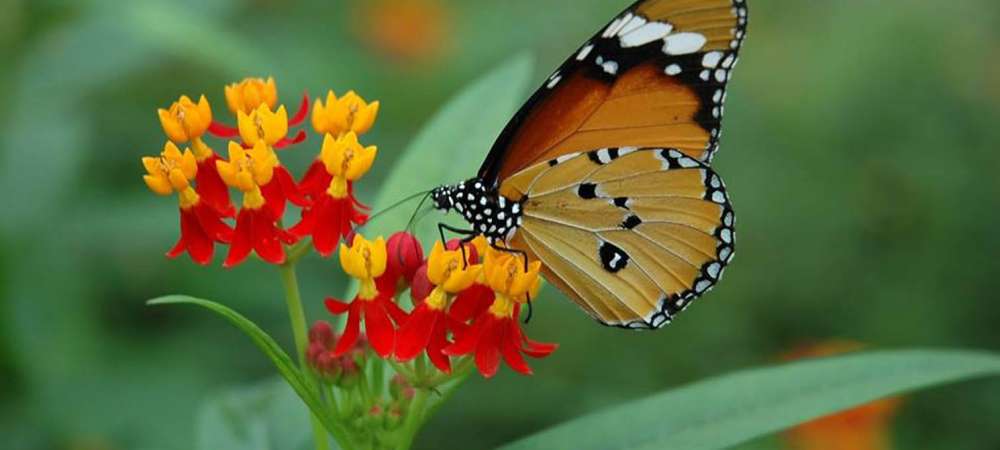 Papiliorama Kerzers Profile Picture